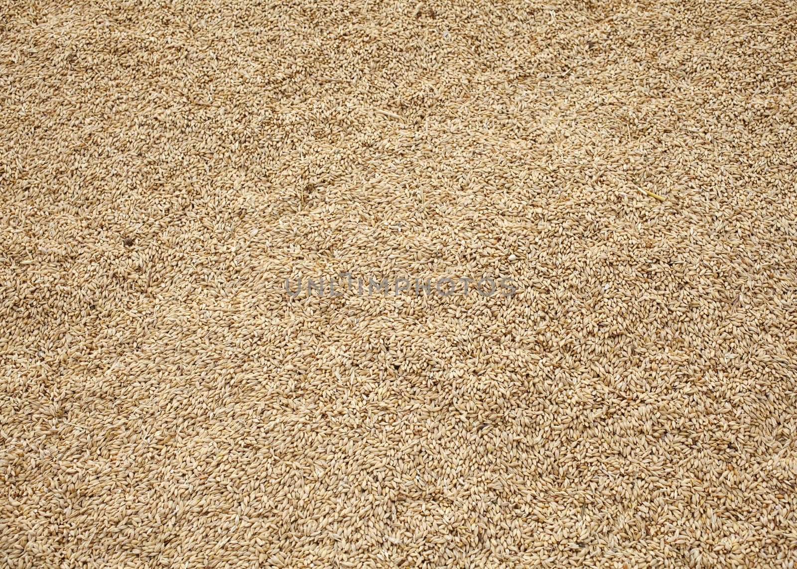 Wheat crop background, spanish countryside