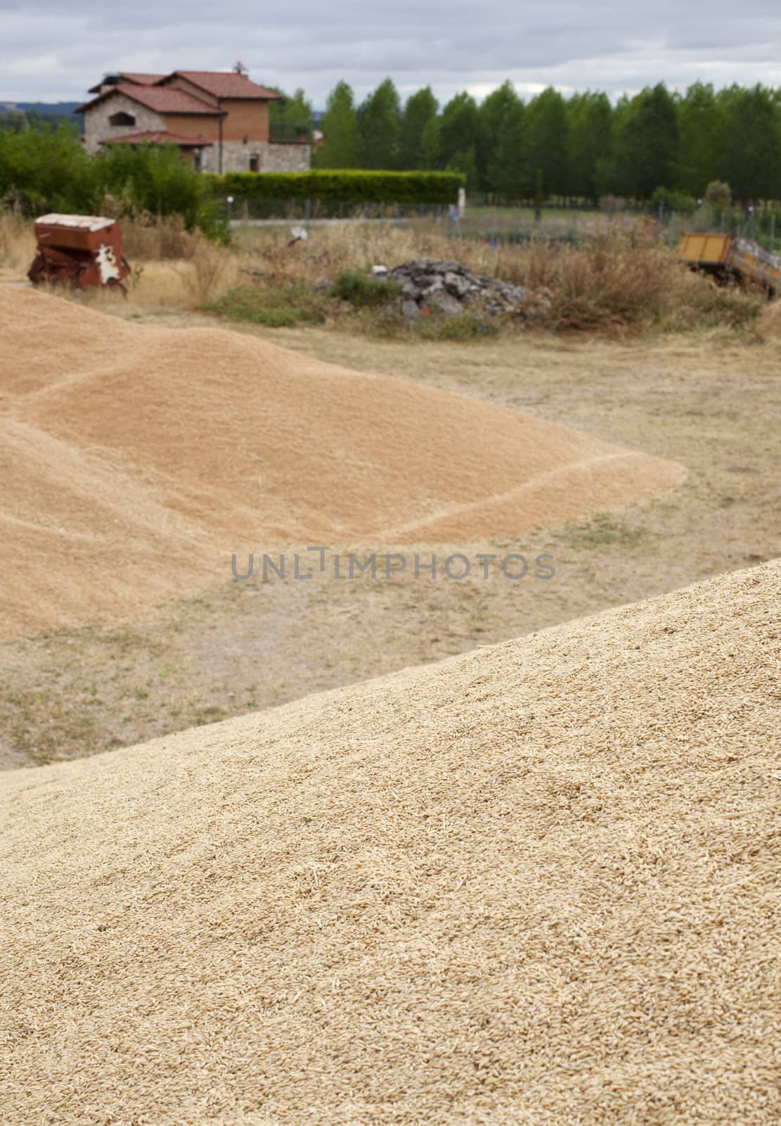 Wheat crop in spanish countryside