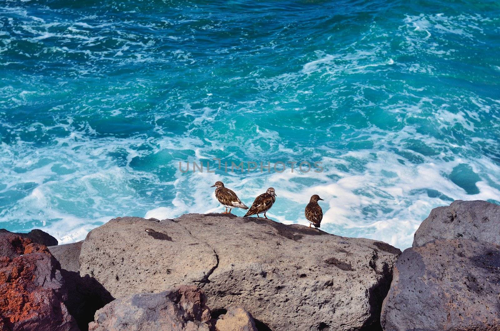 Sea birds on the boulders at ocean