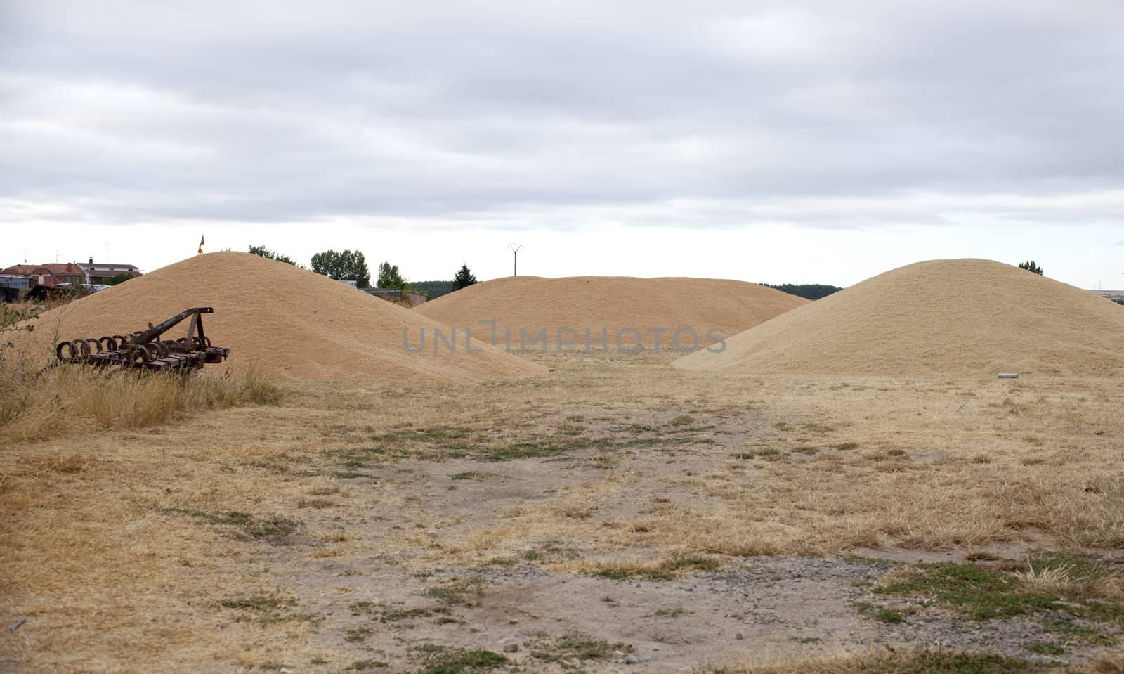 Wheat crop in spanish countryside