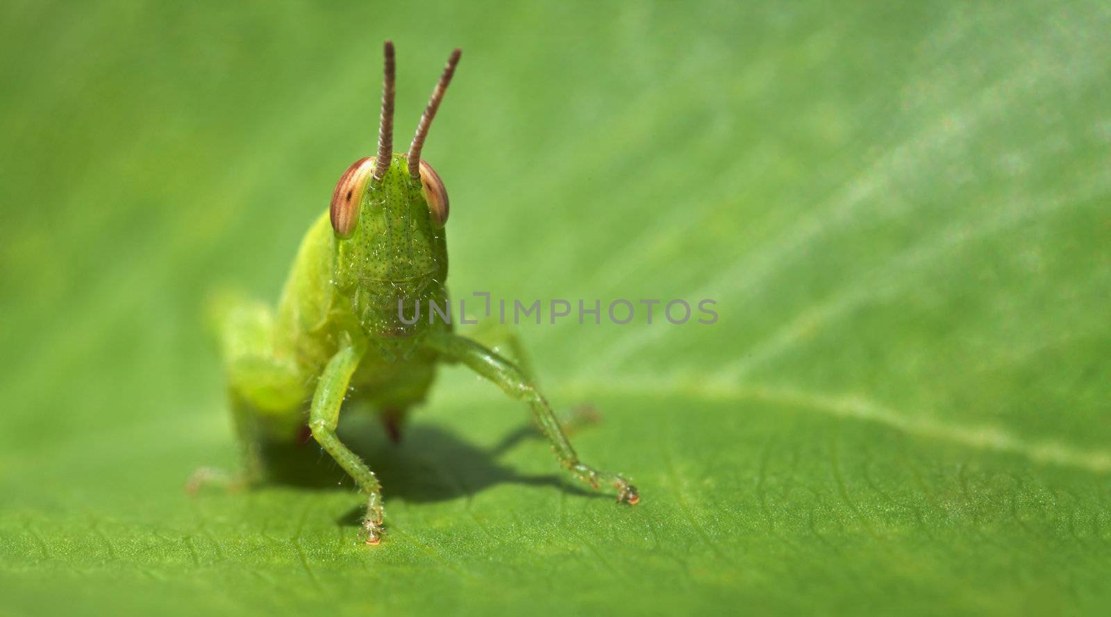 Small green funny grasshopper sitting on a green leaf - business card format