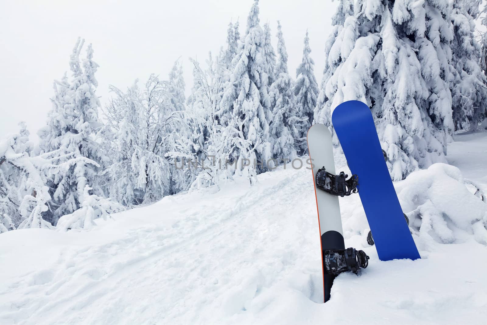 Two snowboards sticked in the snow on a beautiful snow forest background