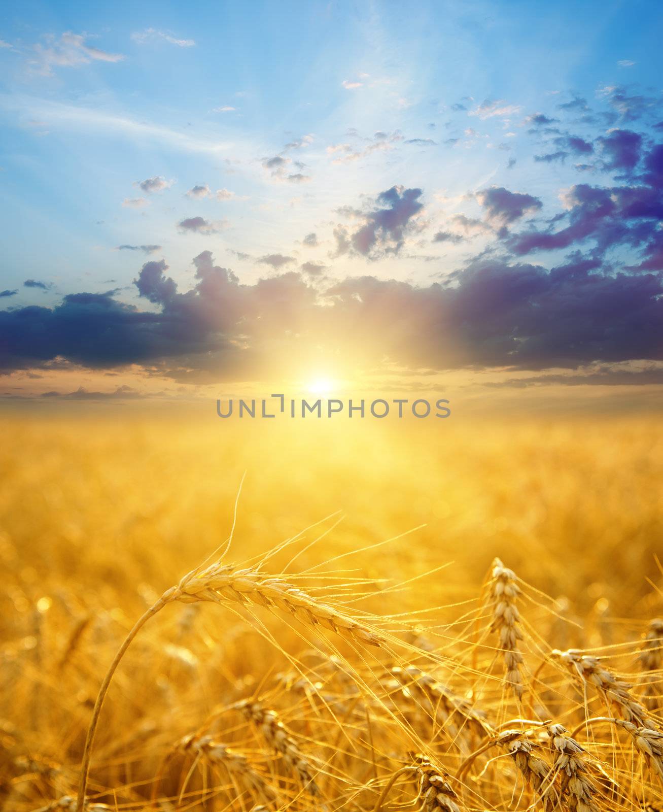 field with gold ears of wheat in sunset