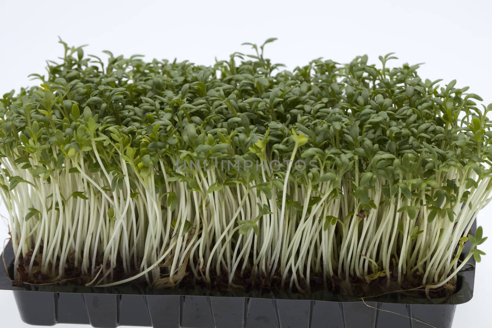 Cress seedlings isolated on white backgroun