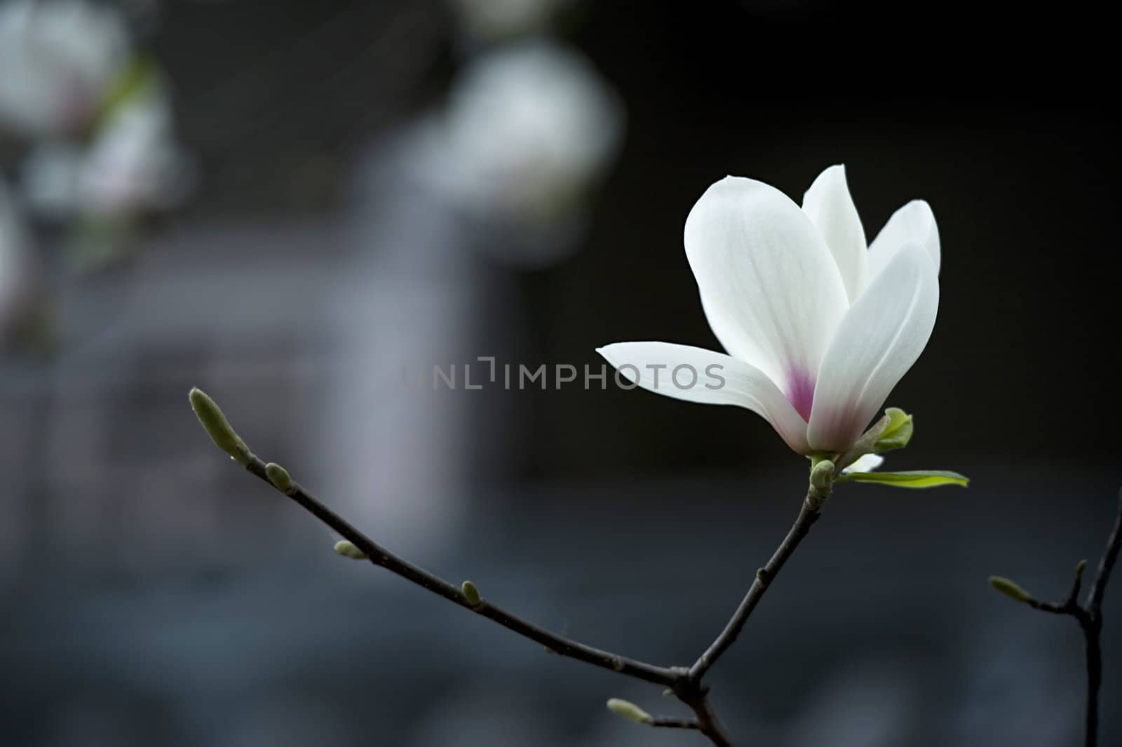 Magnolia denudata flower  by jackq