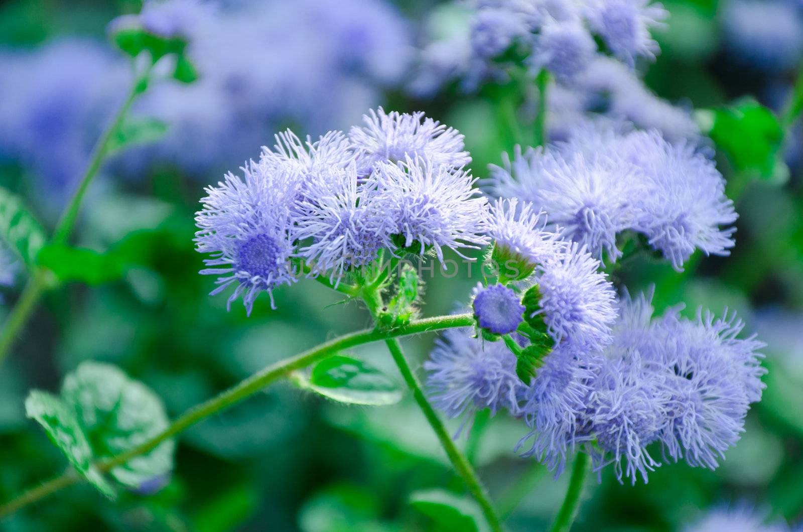 floral background with a high degree of blur