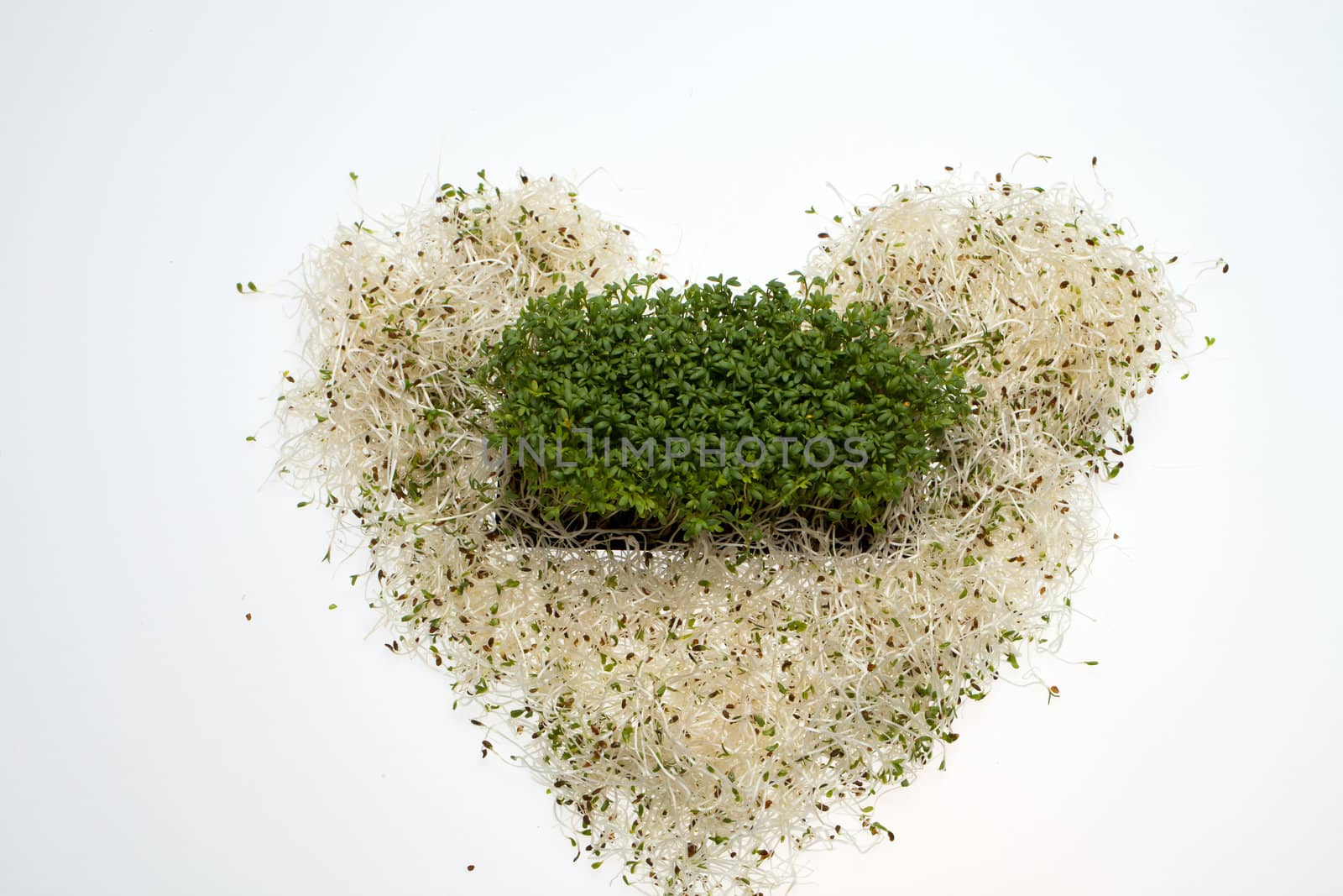 Fresh alfalfa sprouts and cress on white background