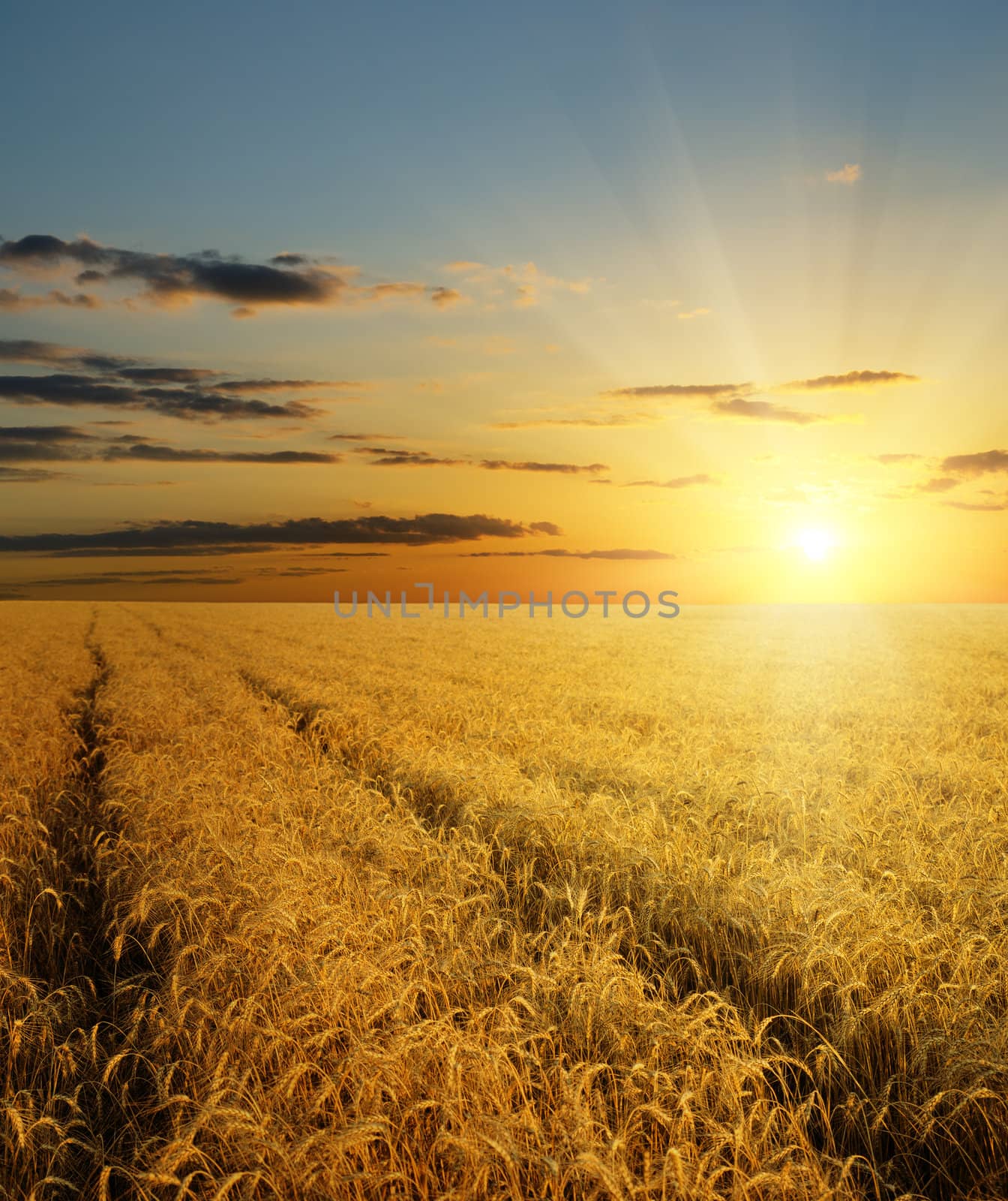 sunset over field with gold harvest by mycola