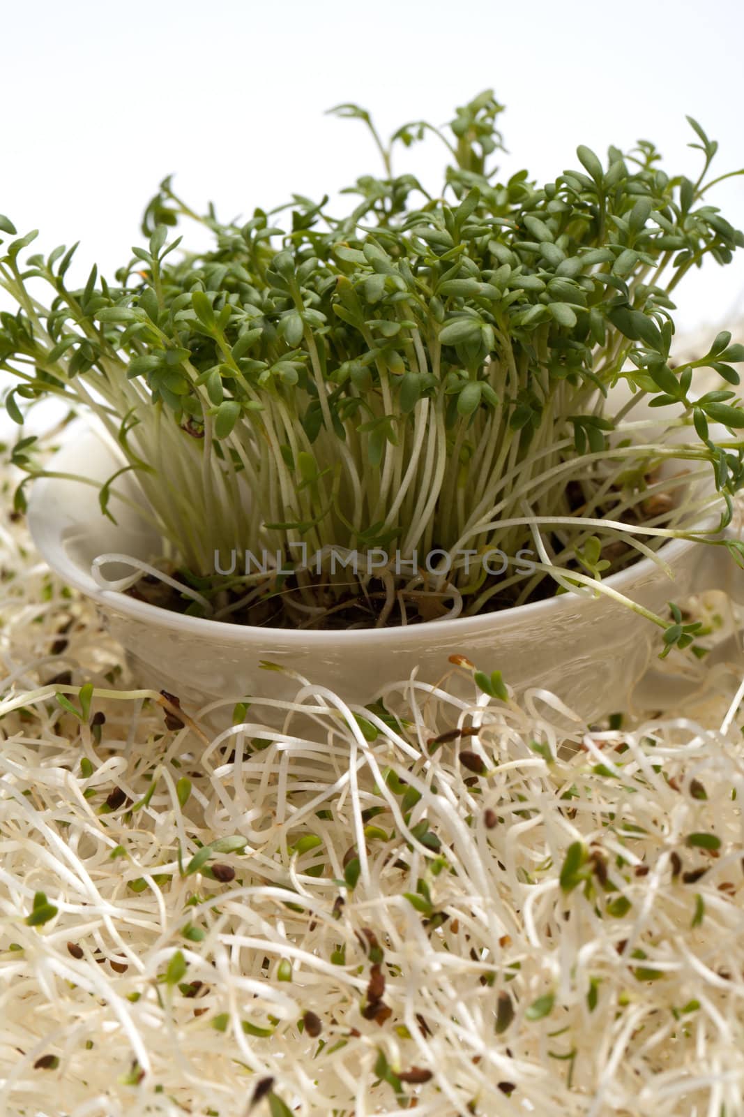 Fresh alfalfa sprouts and cress on white background