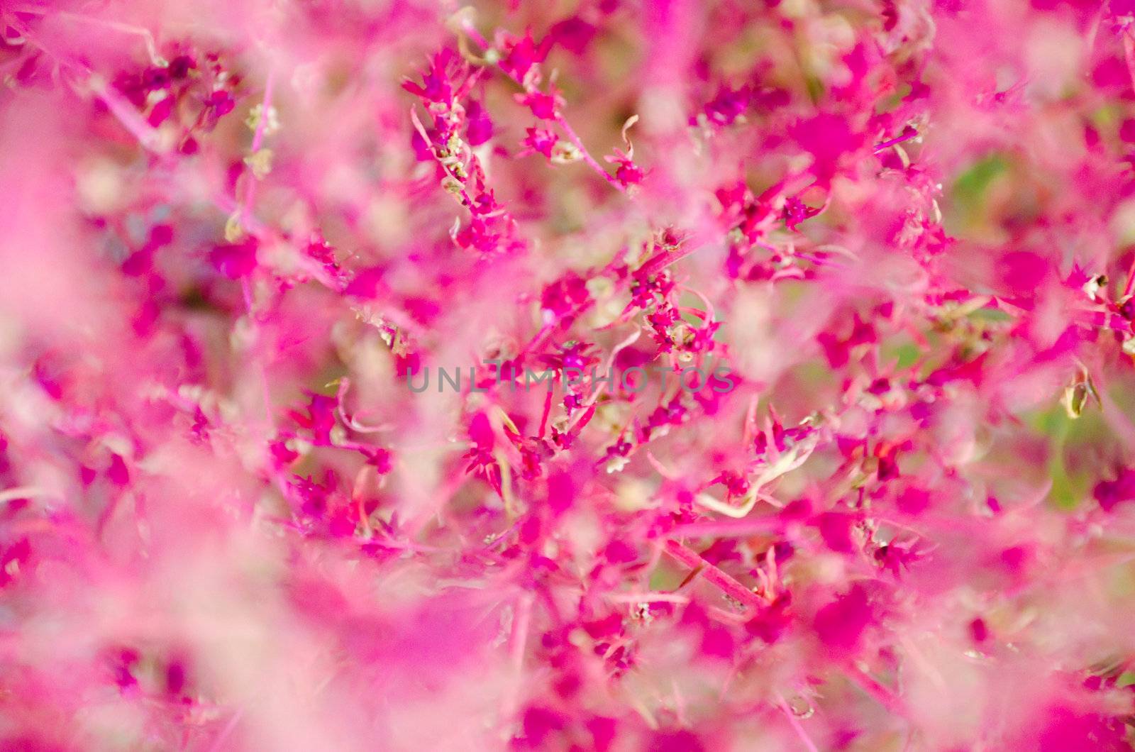floral background with a high degree of blur