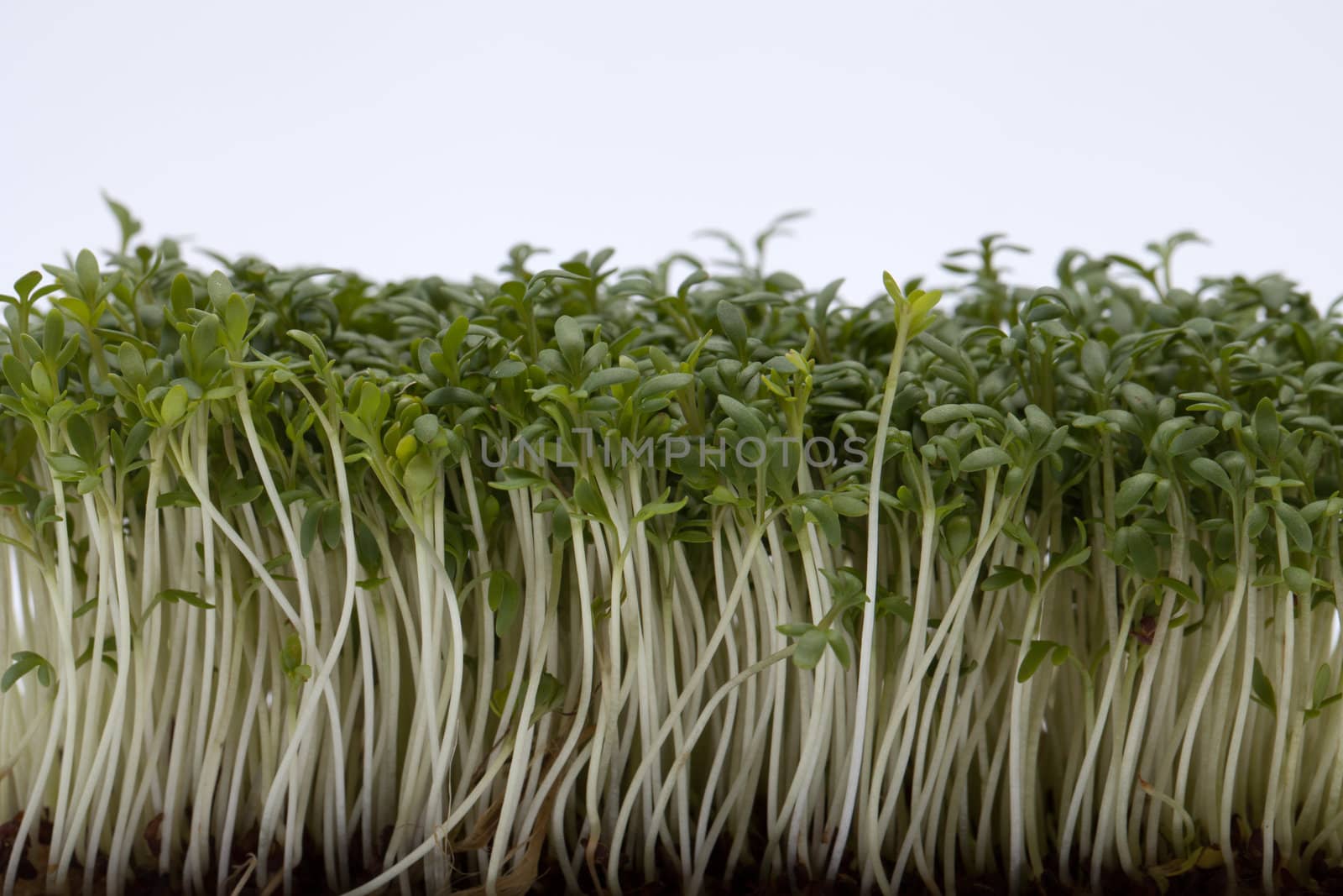 Cress seedlings isolated on white backgroun