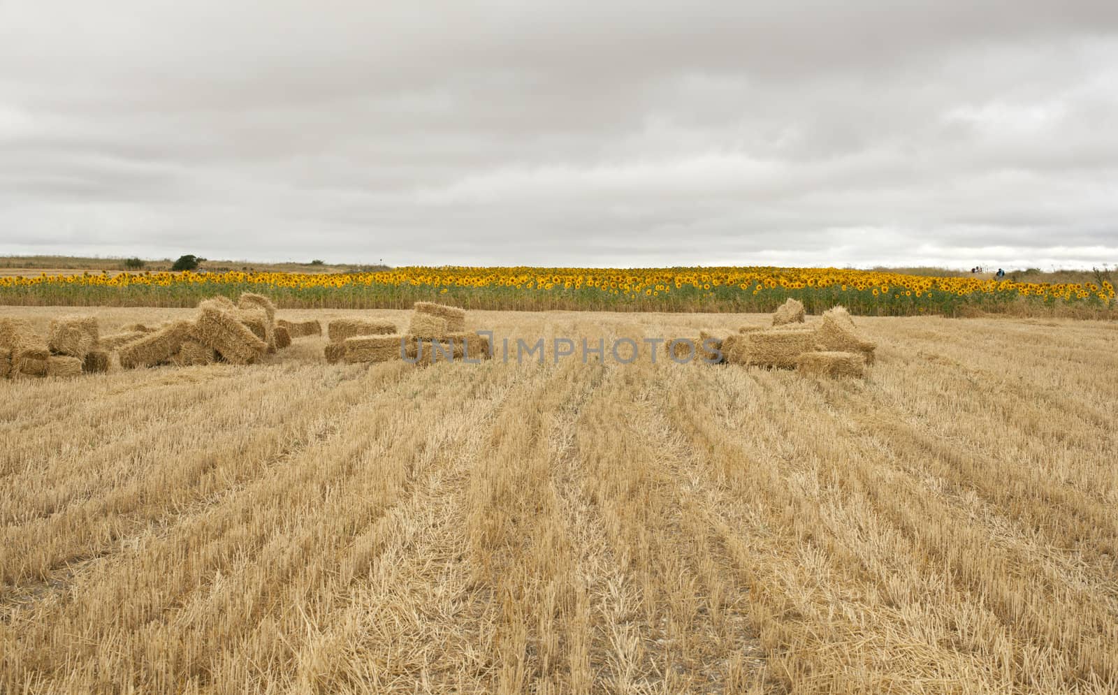 Bales of hay, spanish countryside