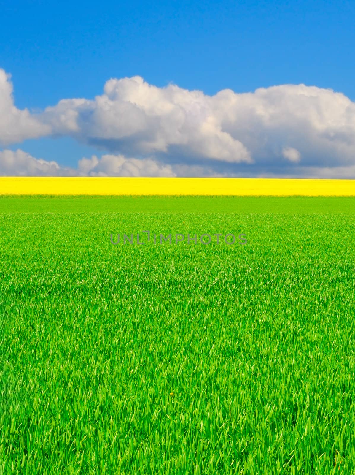 Green and yellow farmland