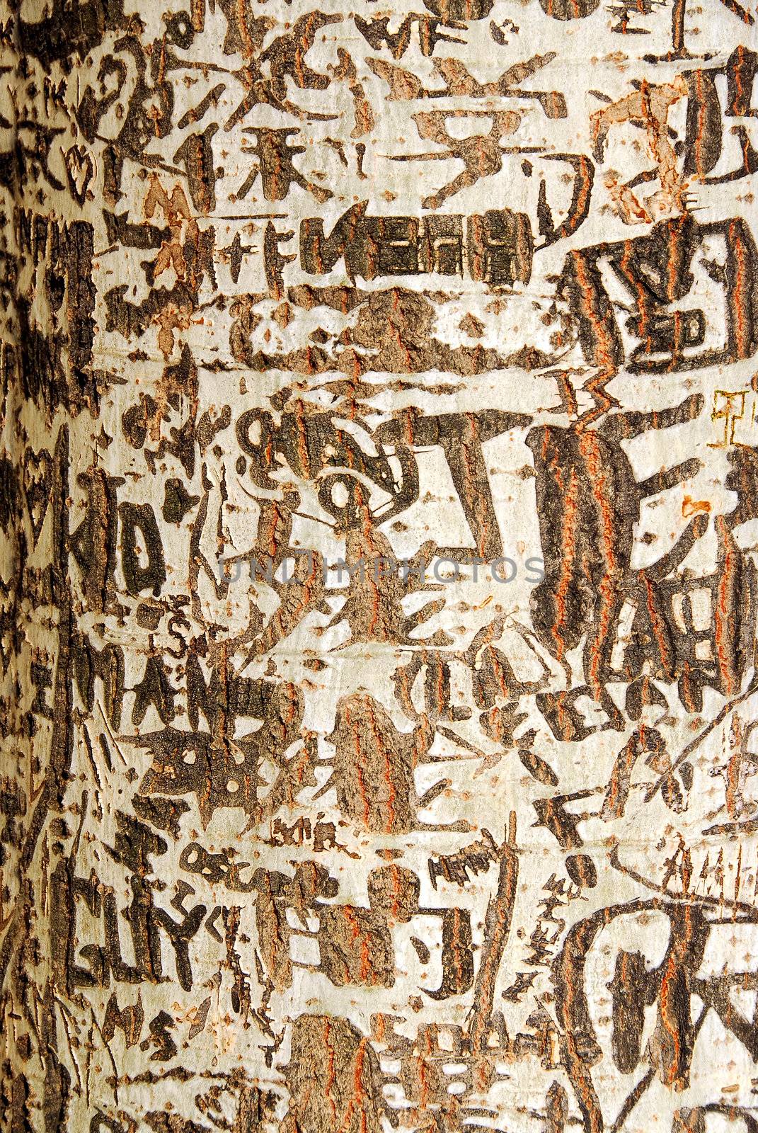 Abstract background of graffiti on a tree trunk