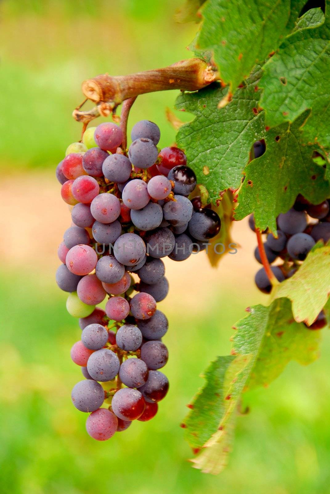 Bunch of red grapes growing on a vine, closeup