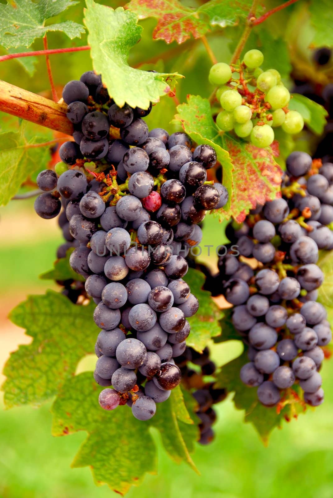 Bunches of red grapes growing on a vine