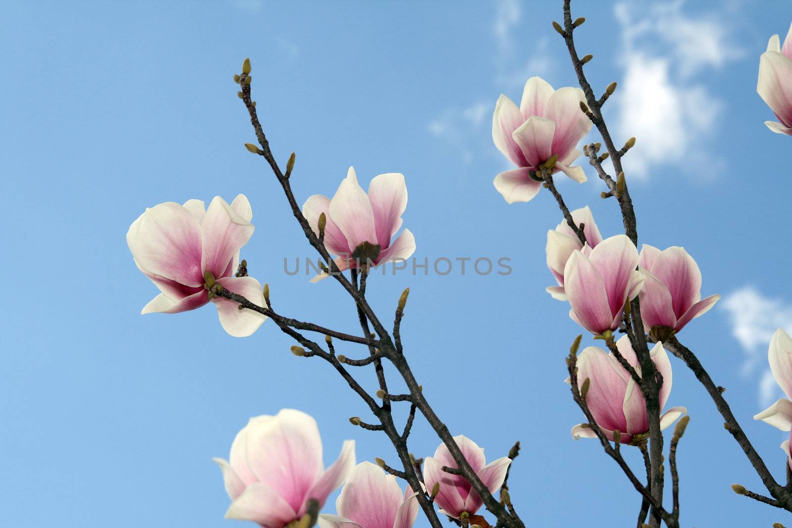 Blossoming Magnolia - spring in Portugal