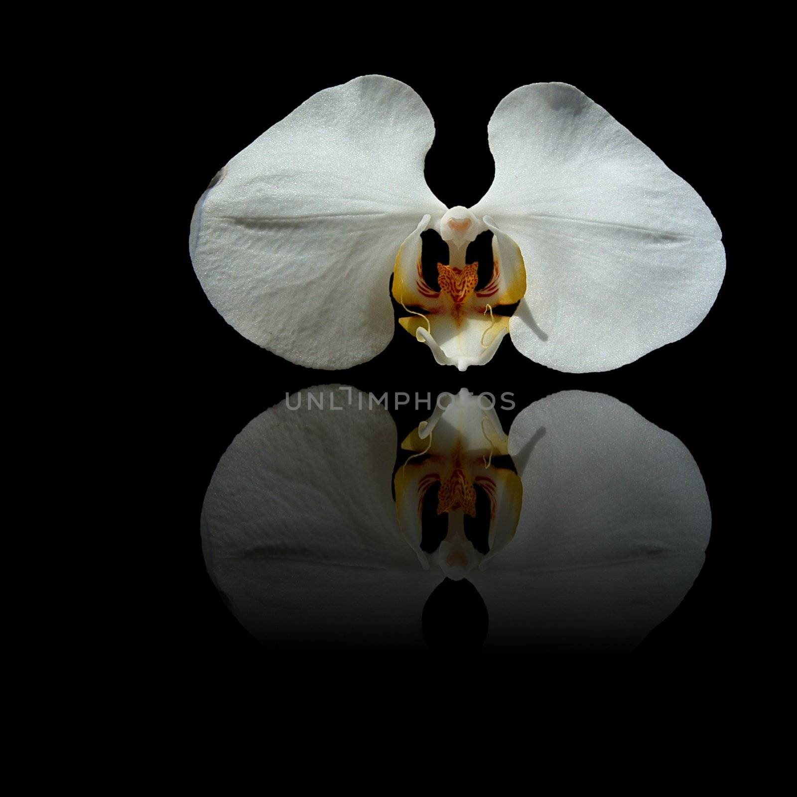 White orchid with yellow center and reflection on black background.