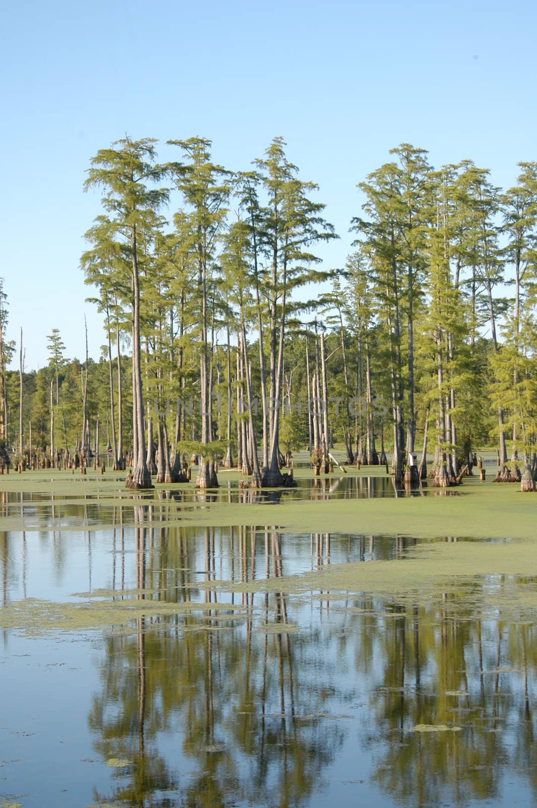  A large swamp in the southern united states