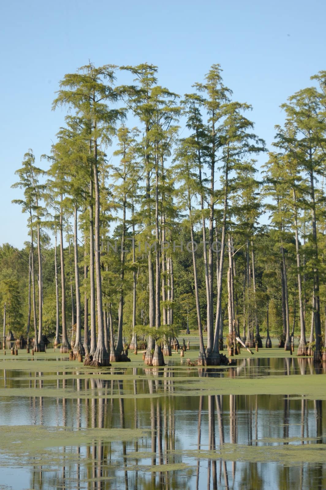 Tall ine trees in the swamp