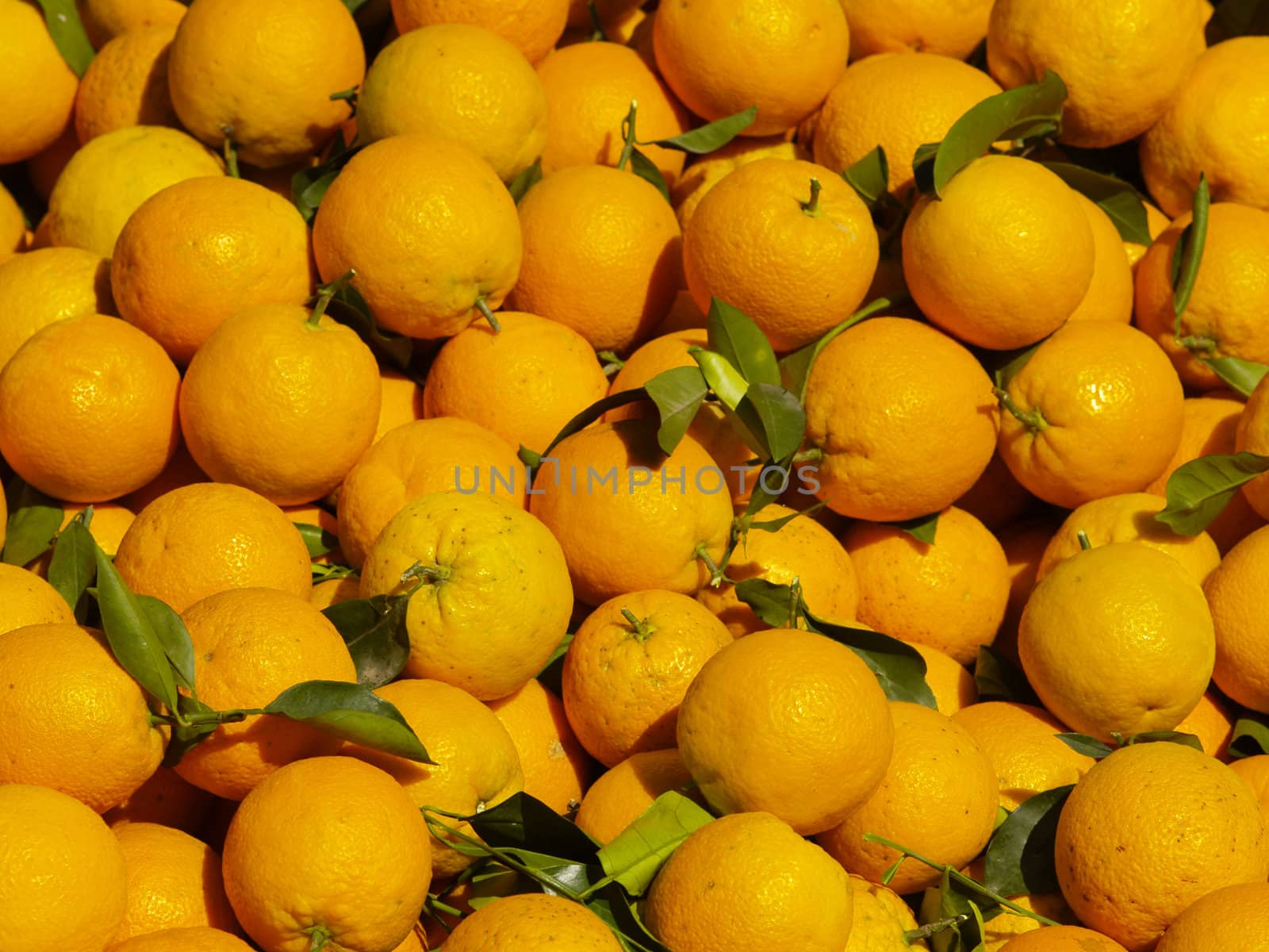 oranges fresh farvested