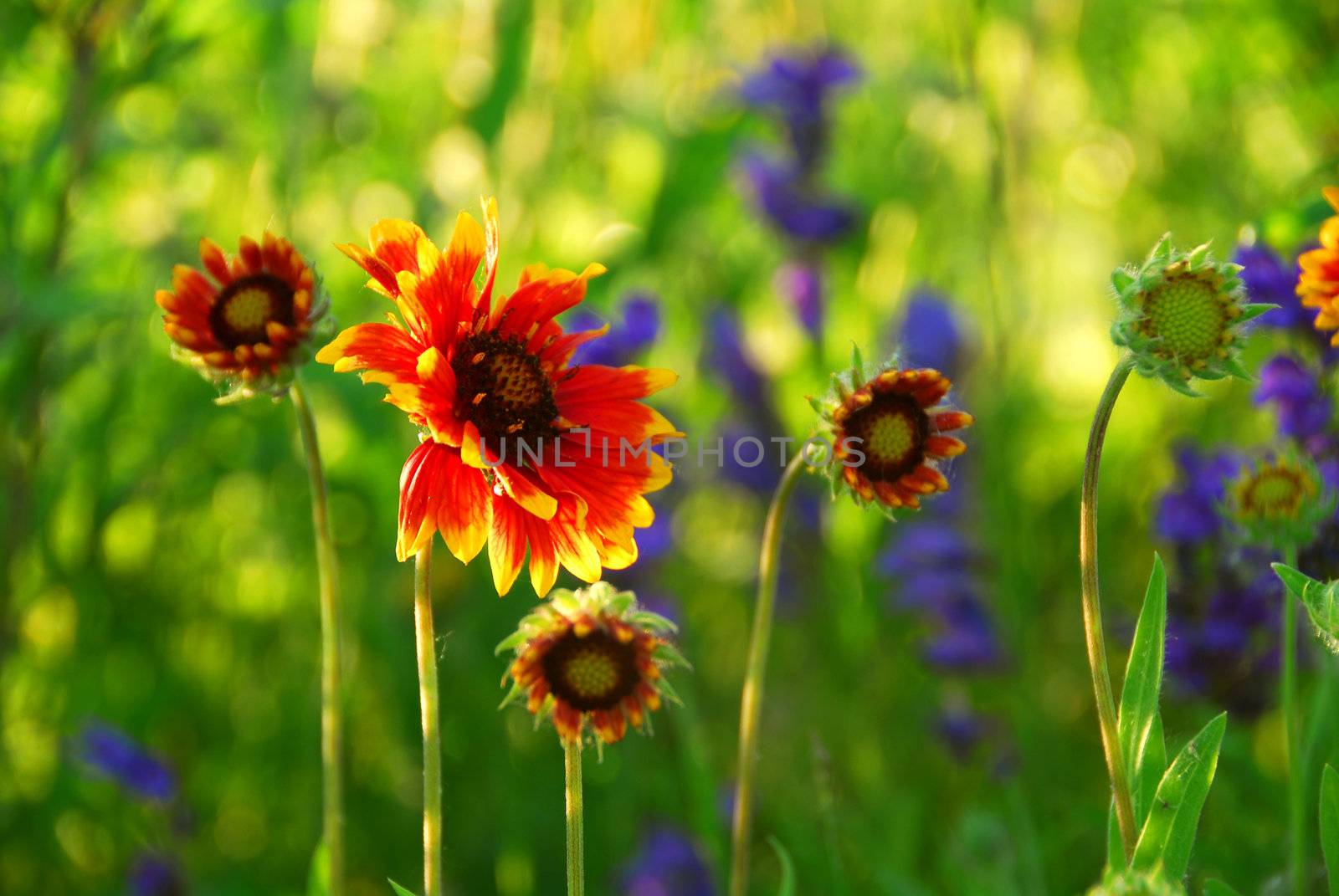 Wildflowers indian blankets blooming in a green meadow