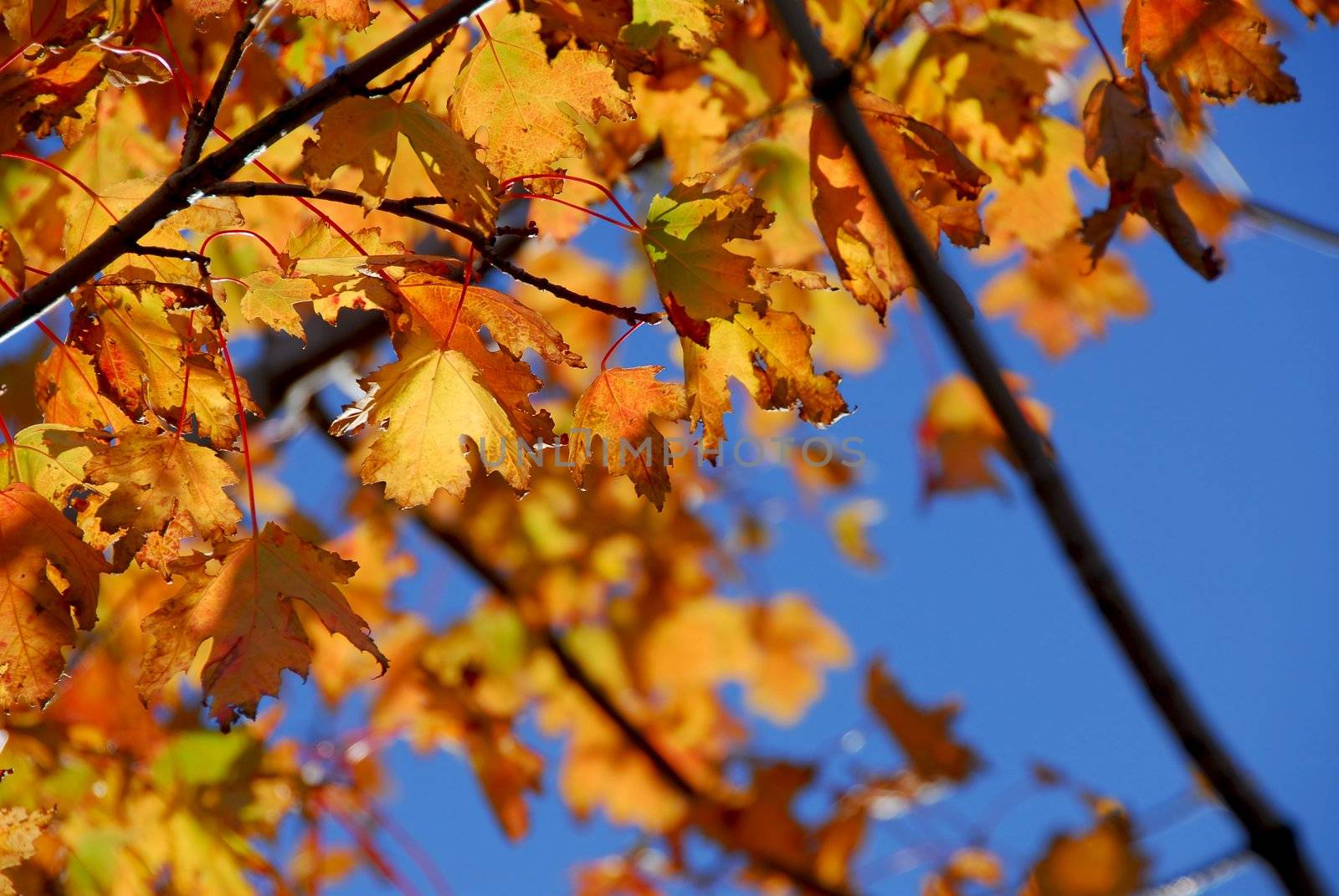 Fall maple leaves by elenathewise