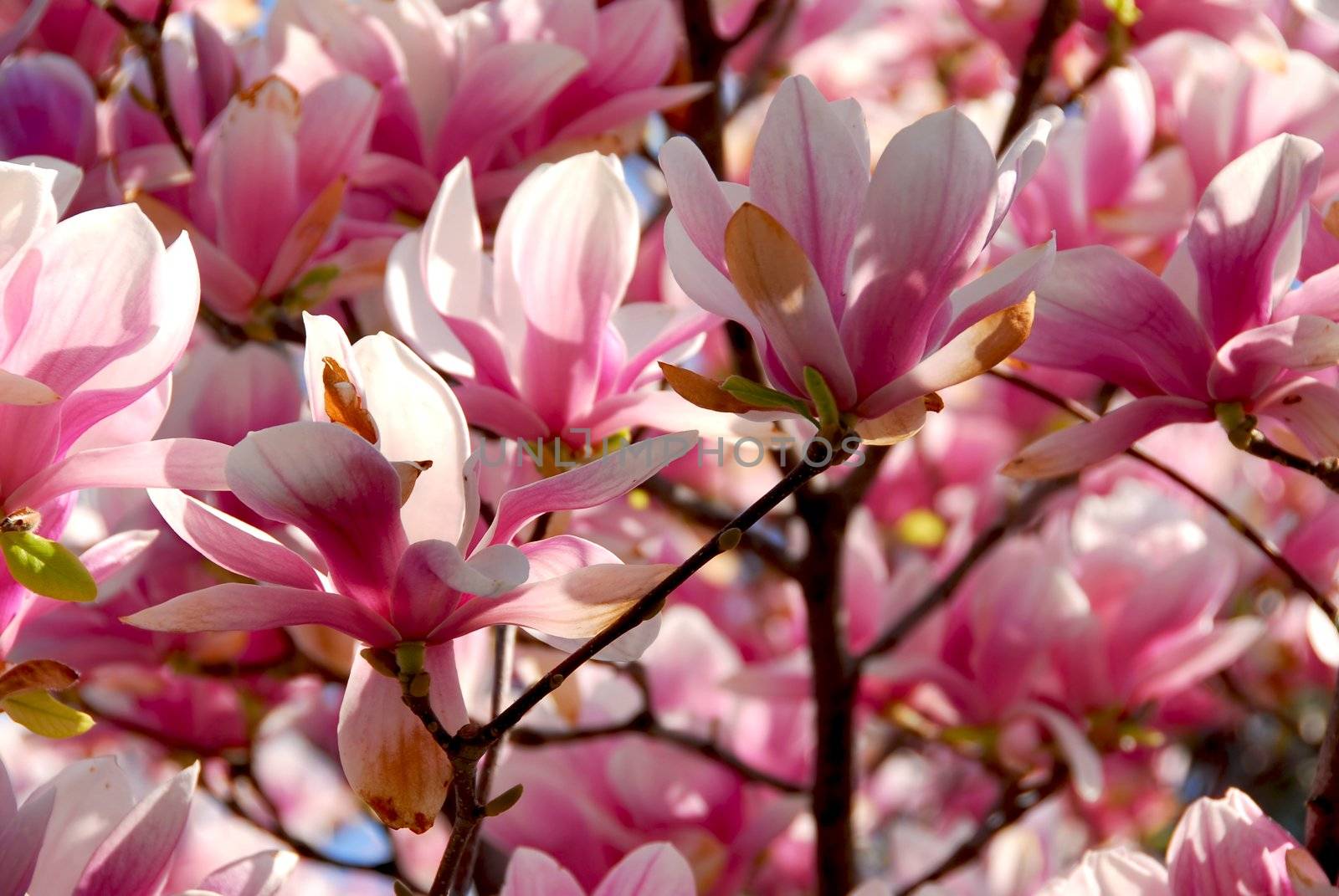 Blooming magnolia by elenathewise