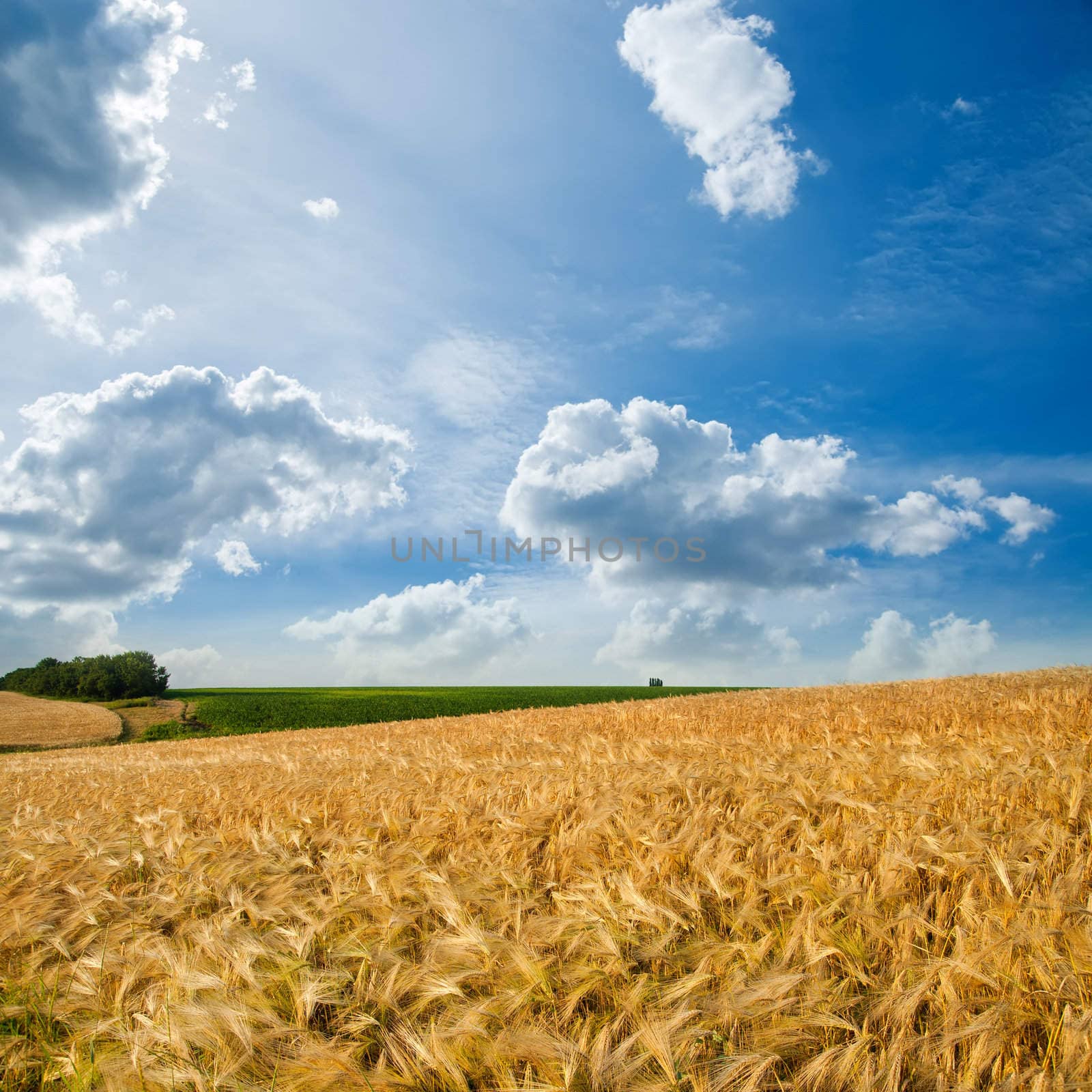 golden field under cloudy sky