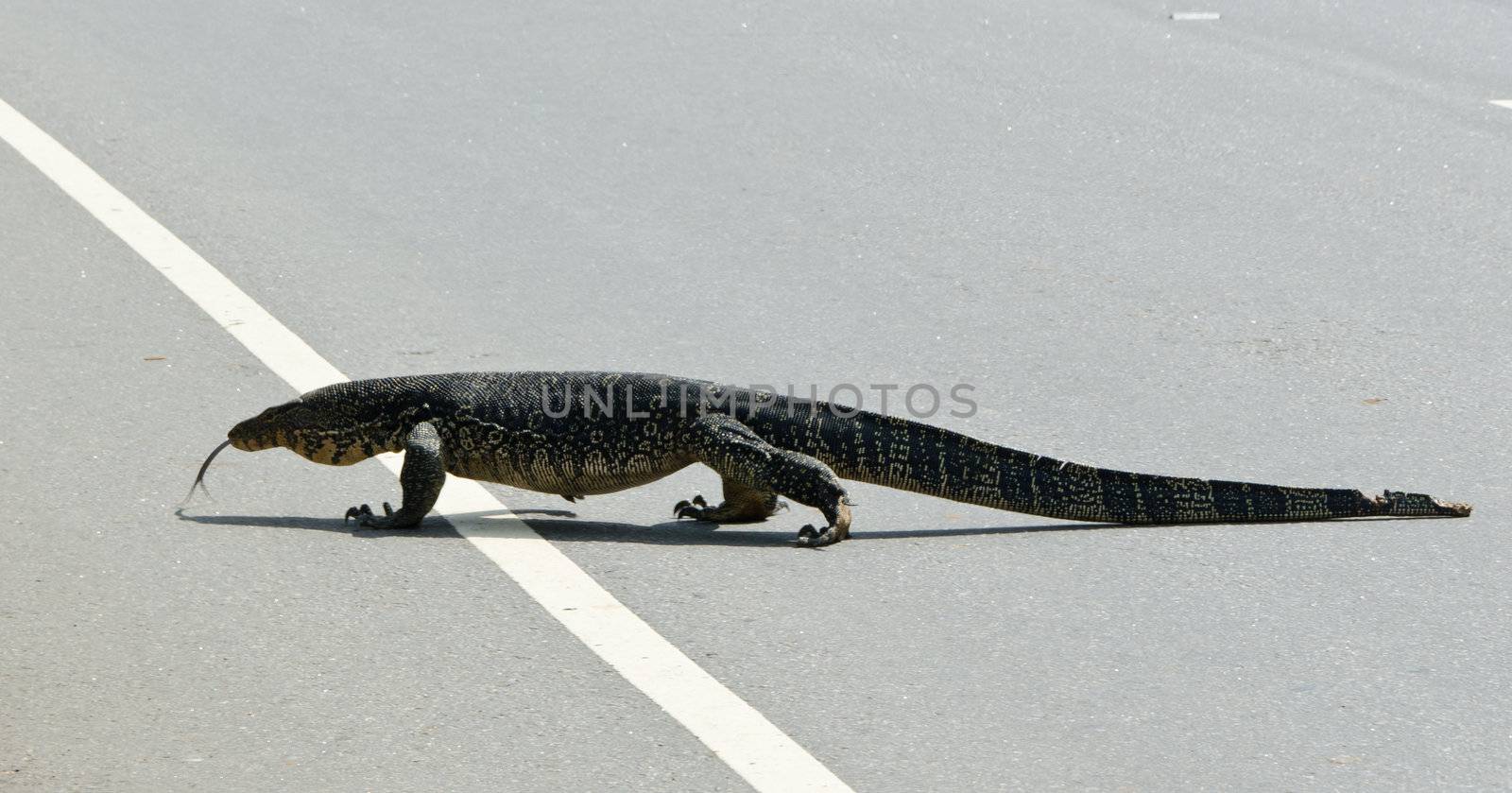 Large monitor lizard crosses the road ( Sri Lanka ).