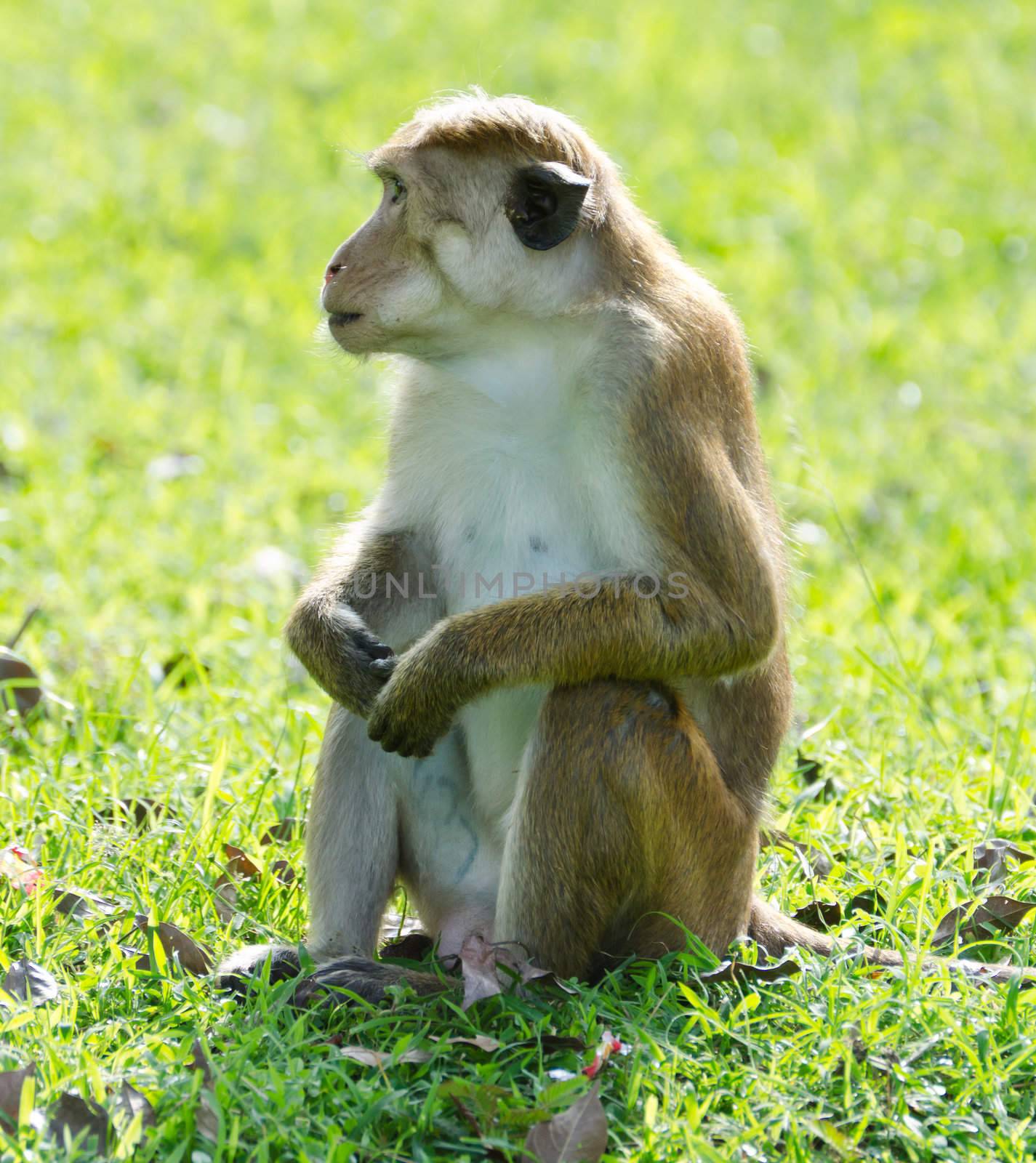 Ceylon  macaque or macaque Bonnet in nature