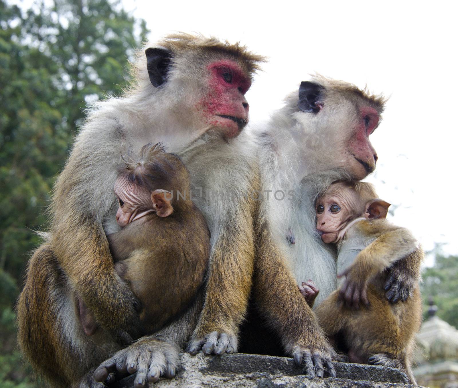 Ceylon  macaque or macaque Bonnet in nature