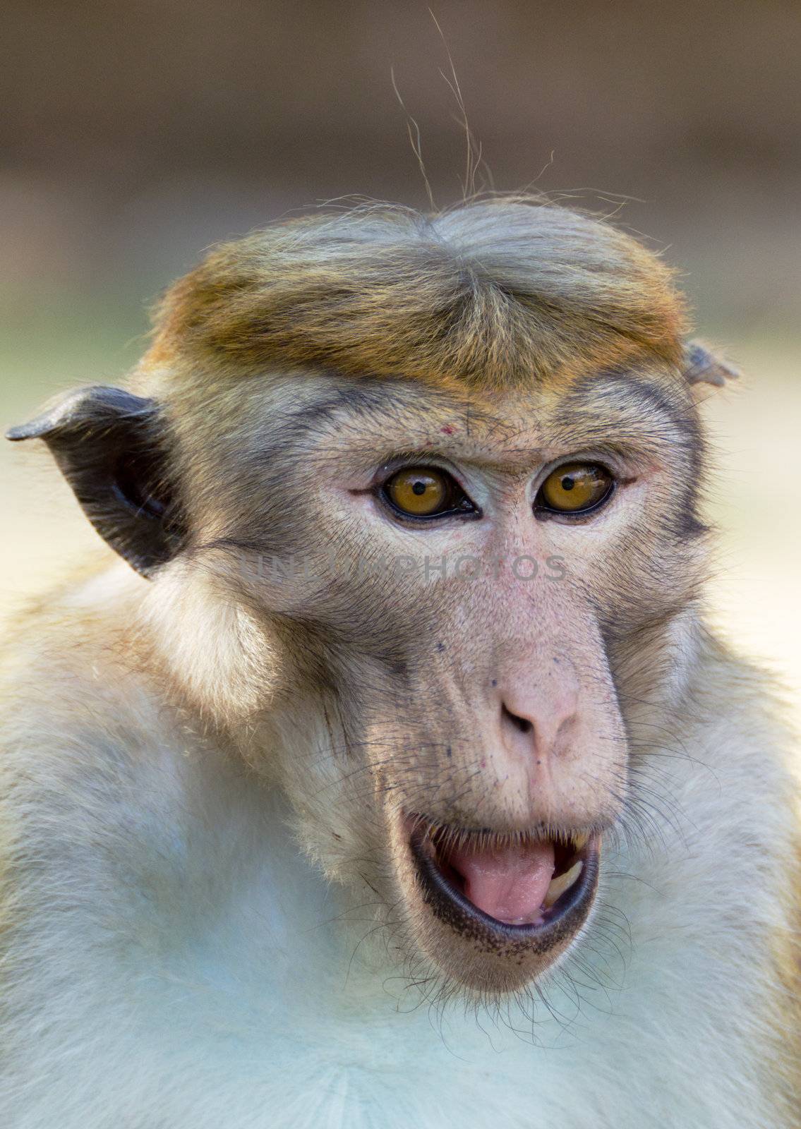 Portrait of Ceylon macaque closeup by Sergieiev
