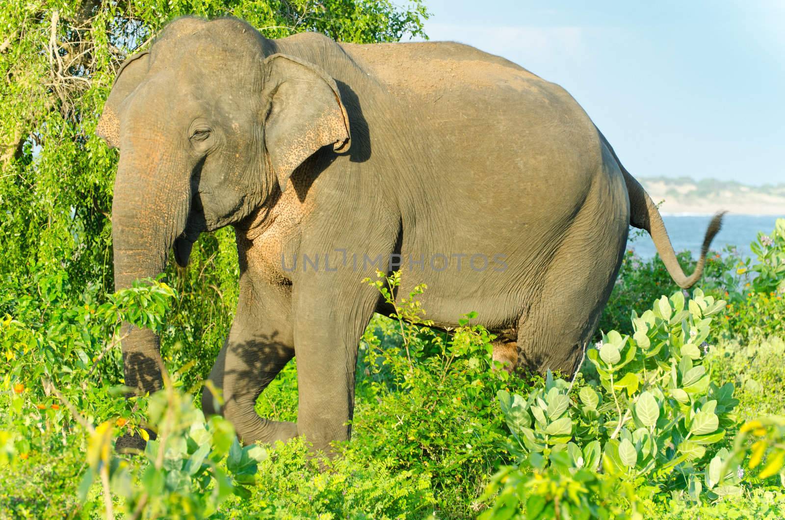 adult male Indian elephant in the wild. The picture was taken in the Yala National Park ( Sri Lanka ).