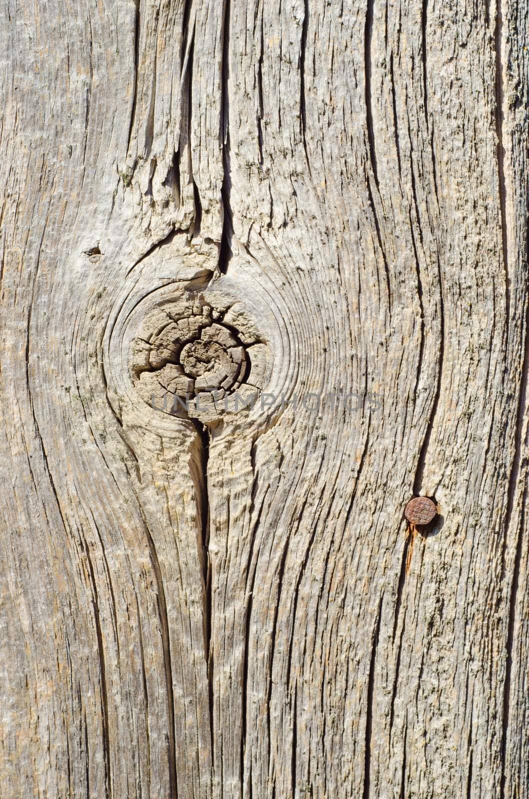 twig on textured surface of board by mycola