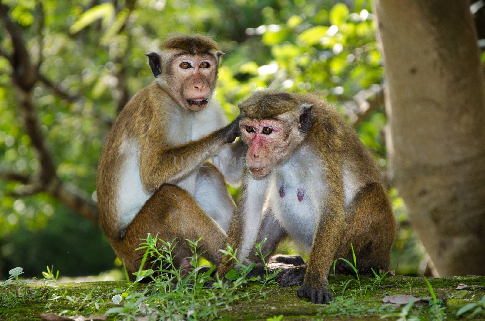 pair of adult macaques Bonnet by Sergieiev