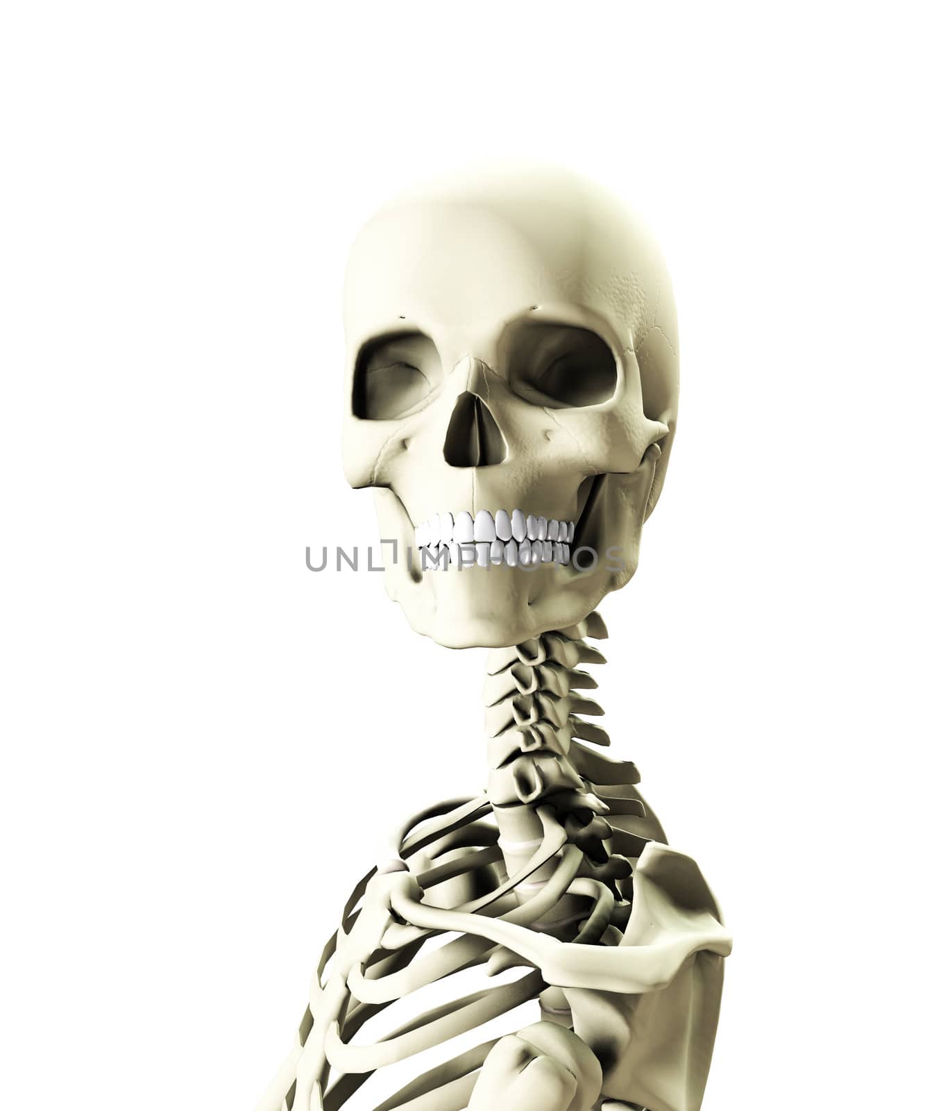 Close up image of a skeleton looking towards you.