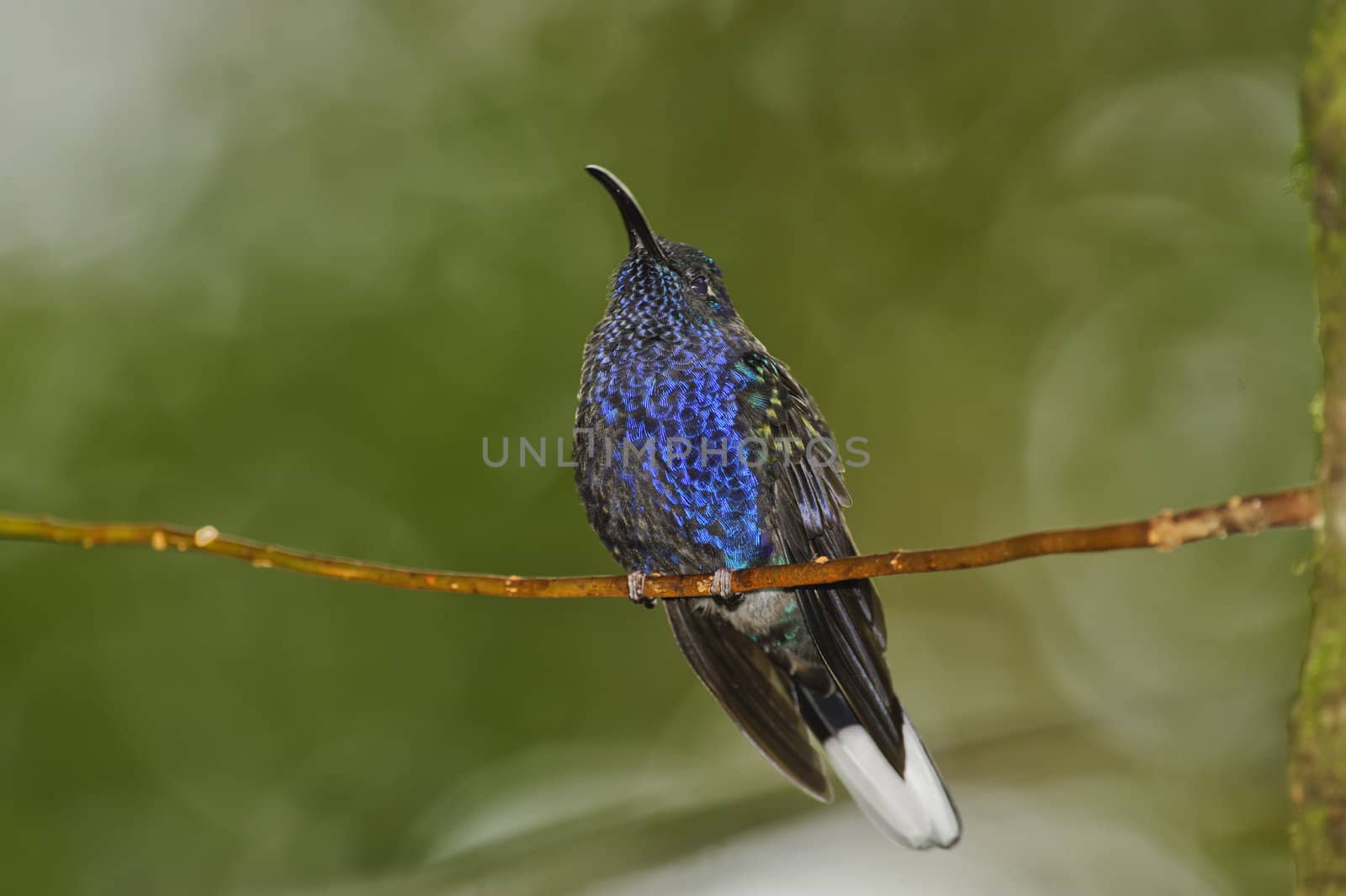 Small hummingbird resting after feeding, Monteverde Area, Costa Rica.