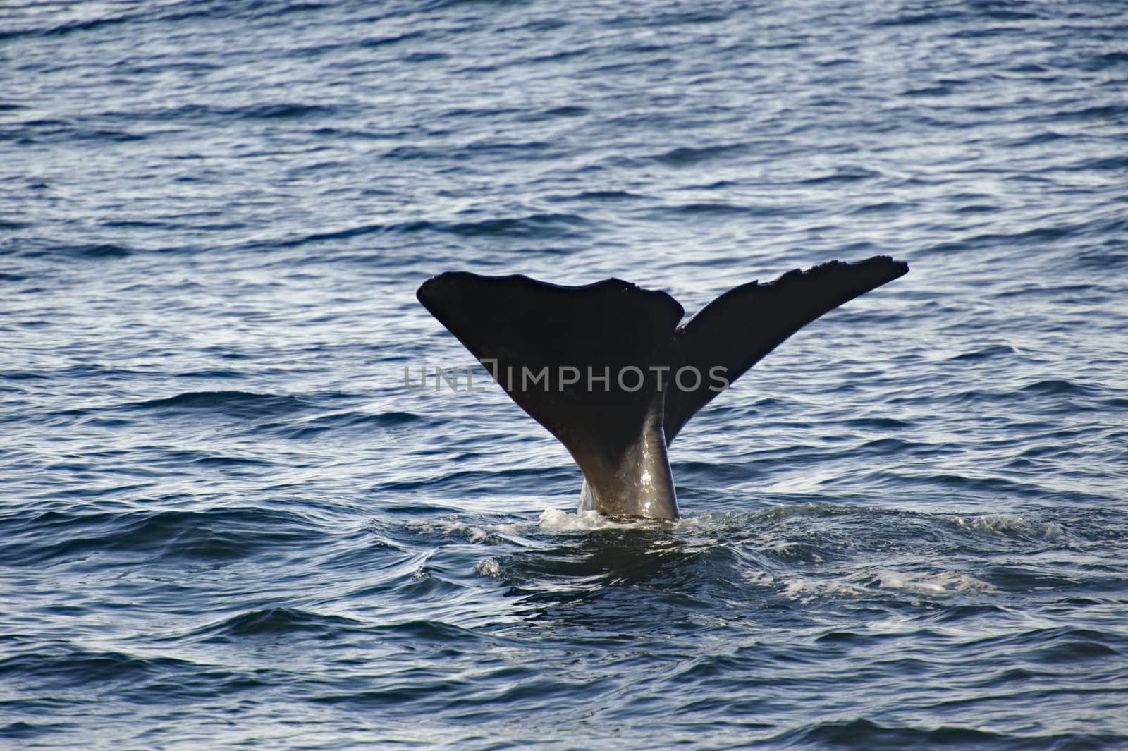 Sperm Whale at the Kaikoura Coast diving to hunt, New Zealand.