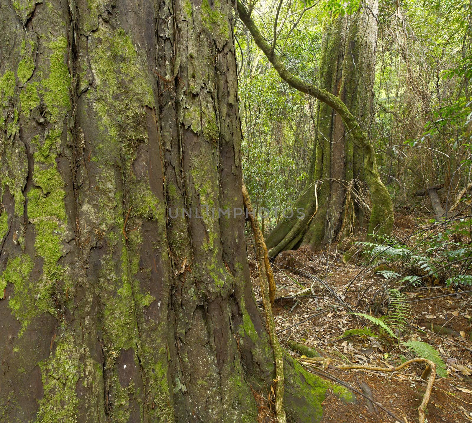 Tree and jungle surroundings in Kaitoke Regional Park, New Zealand