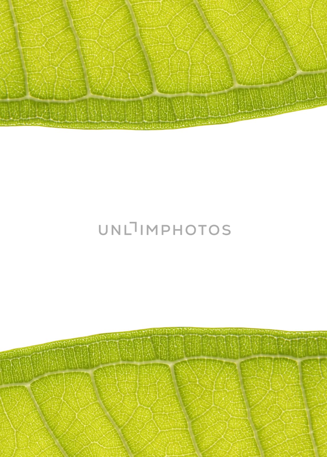 leaf frame with space for text on white background