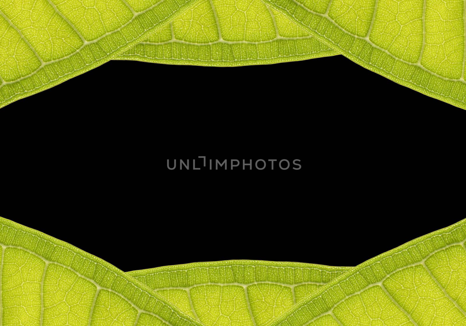 natural frame from leaf with space for text on black