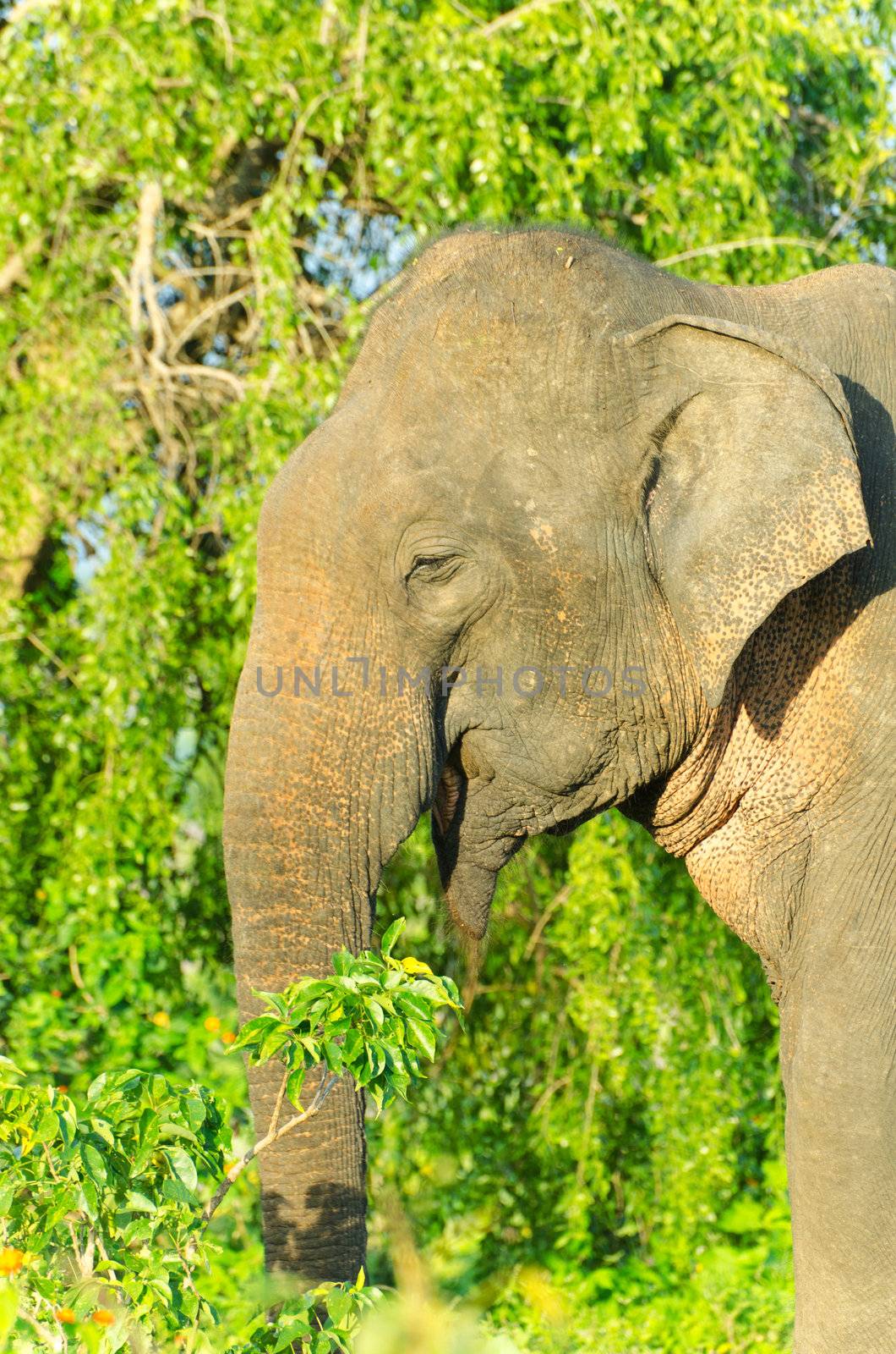 adult male Indian elephant in the wild. The picture was taken in the Yala National Park ( Sri Lanka ).
