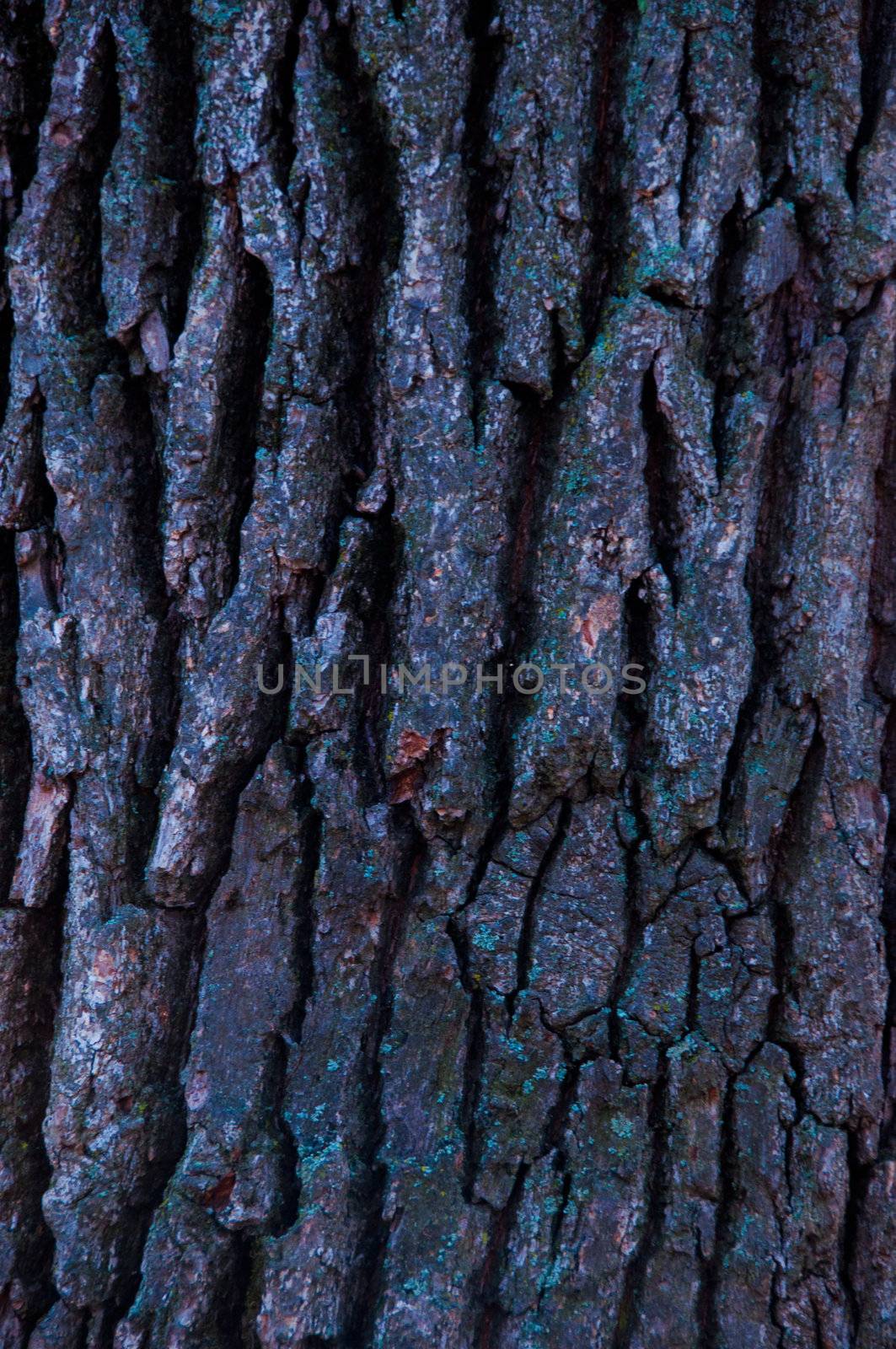 Bark of a old tree close up