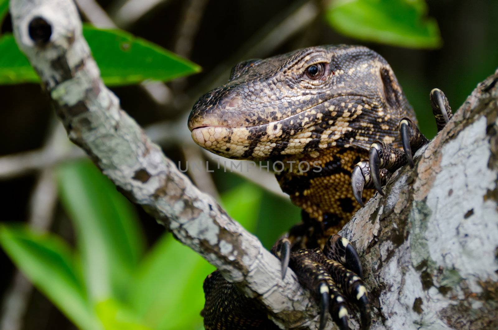 Wild large monitor lizard resting in the dense mangroves ( Sri Lanka ).