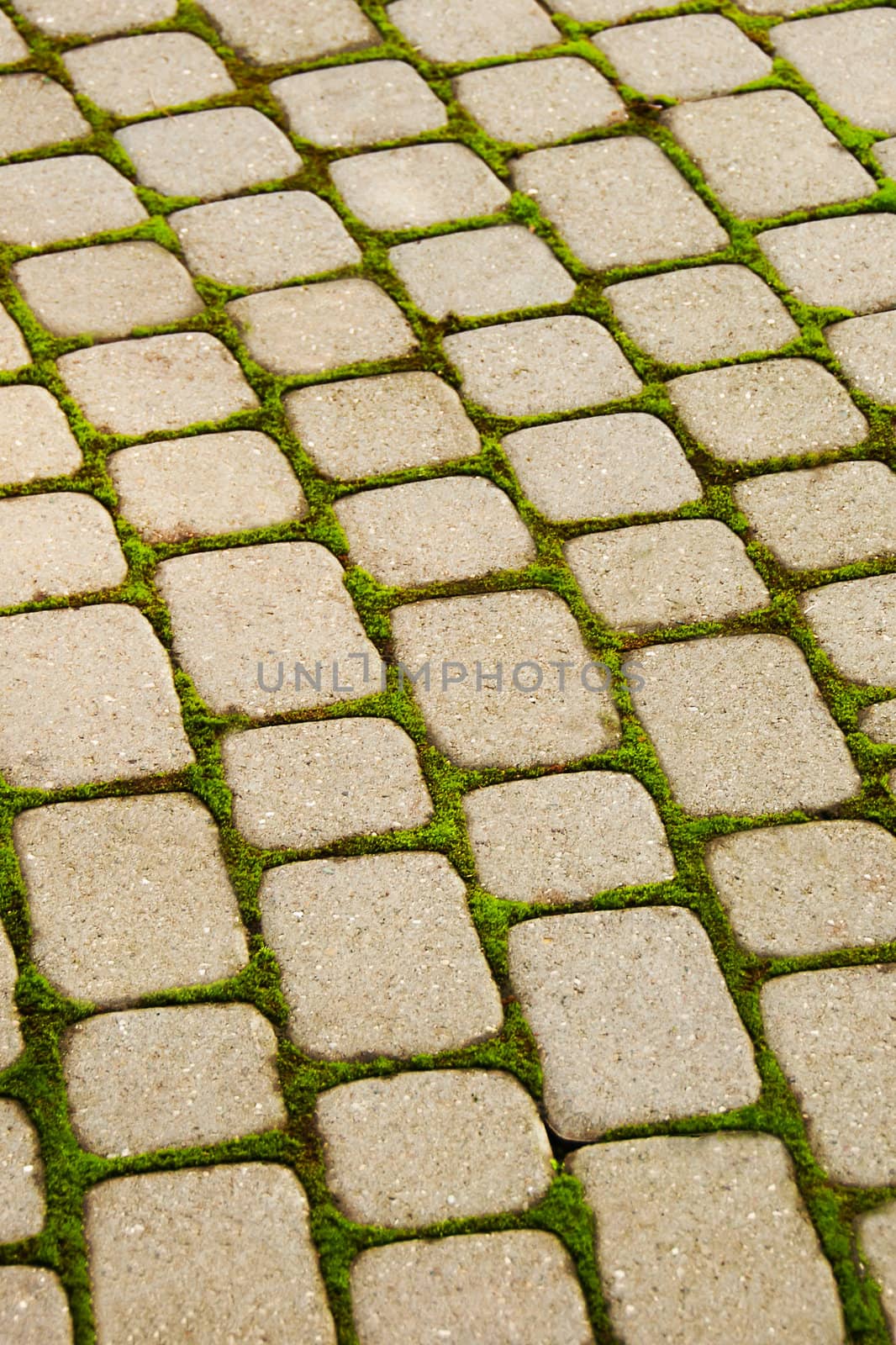 Grey tile with the sprouted green grass
