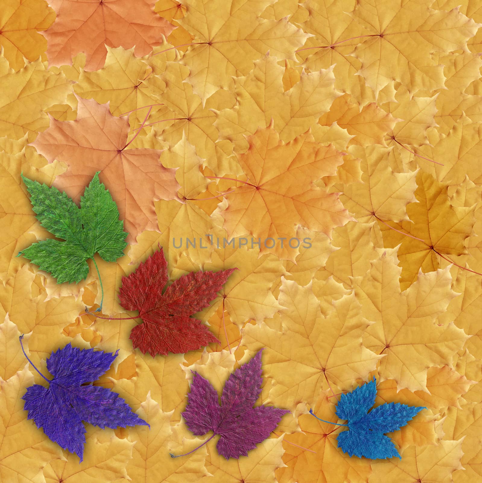 Background, colorful leaves by alexcoolok
