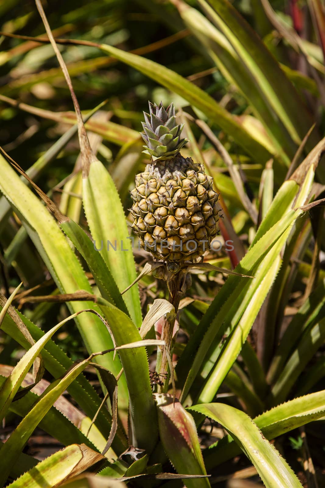 small pineapple growing the in wild