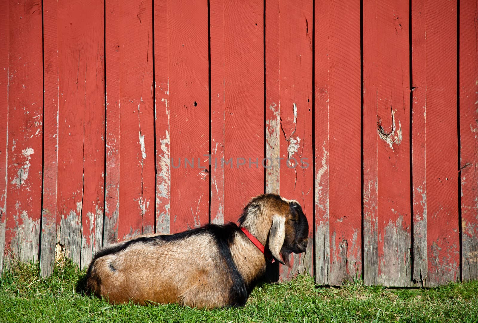 Goat sleeping in front of weathered red painted barn wall