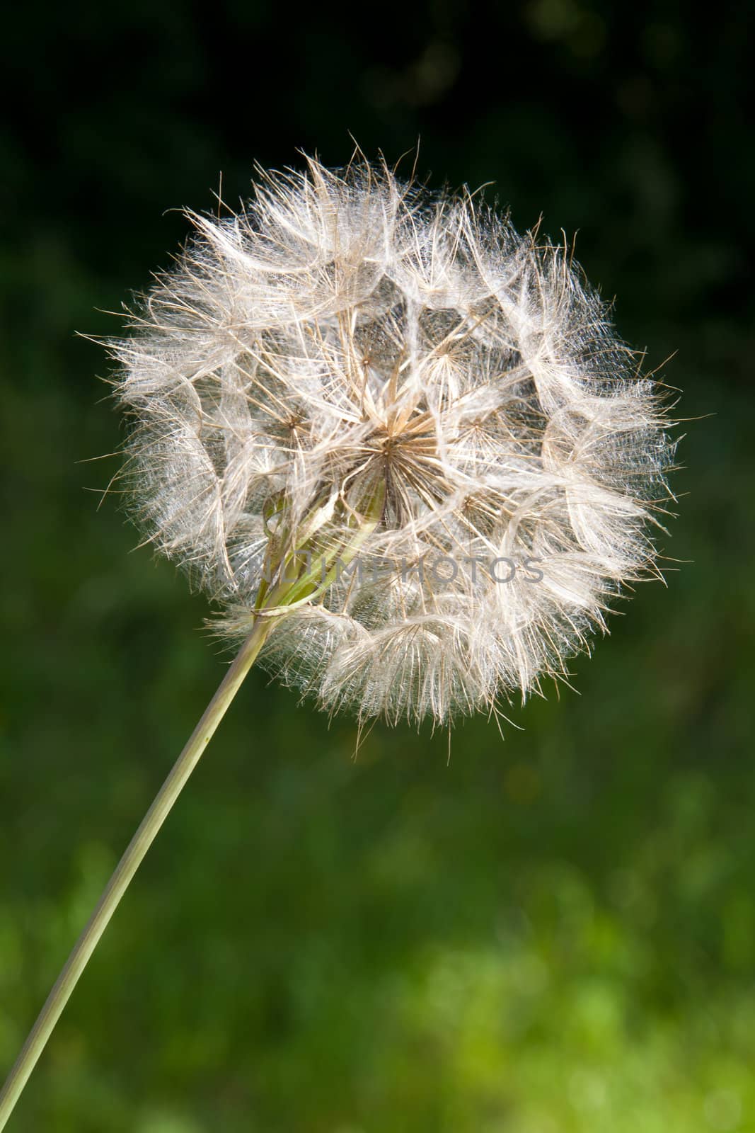 Lacy sparkling dandelion seed head on diagonal